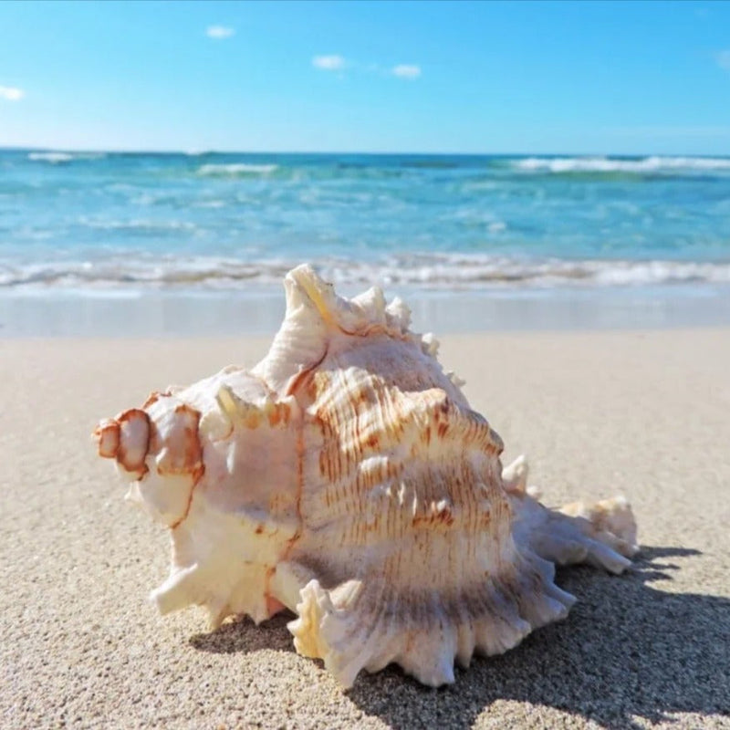 Sea Shell Decoration Packet - zeests.com - Best place for furniture, home decor and all you need