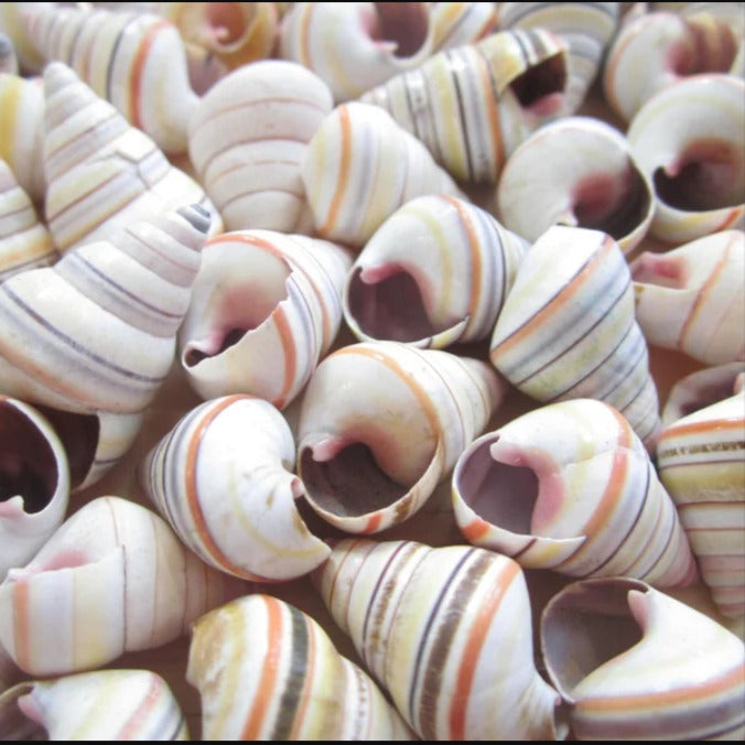 Sea Shell Decoration Packet - zeests.com - Best place for furniture, home decor and all you need